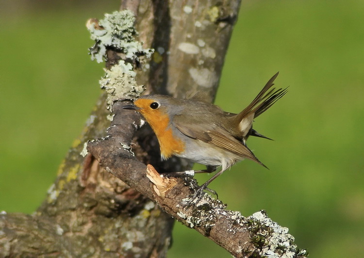 Pettirosso - Erithacus rubecula